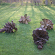 Illustration for article titled Can you guess whats strange about these pine cones?